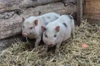 New addition to the petting zoo